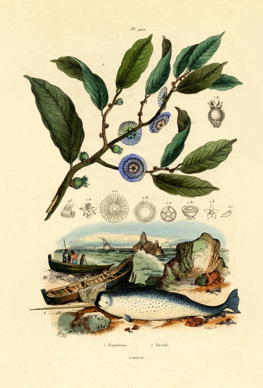 拿破仑的帽子，1833-39 作者 法语学校
