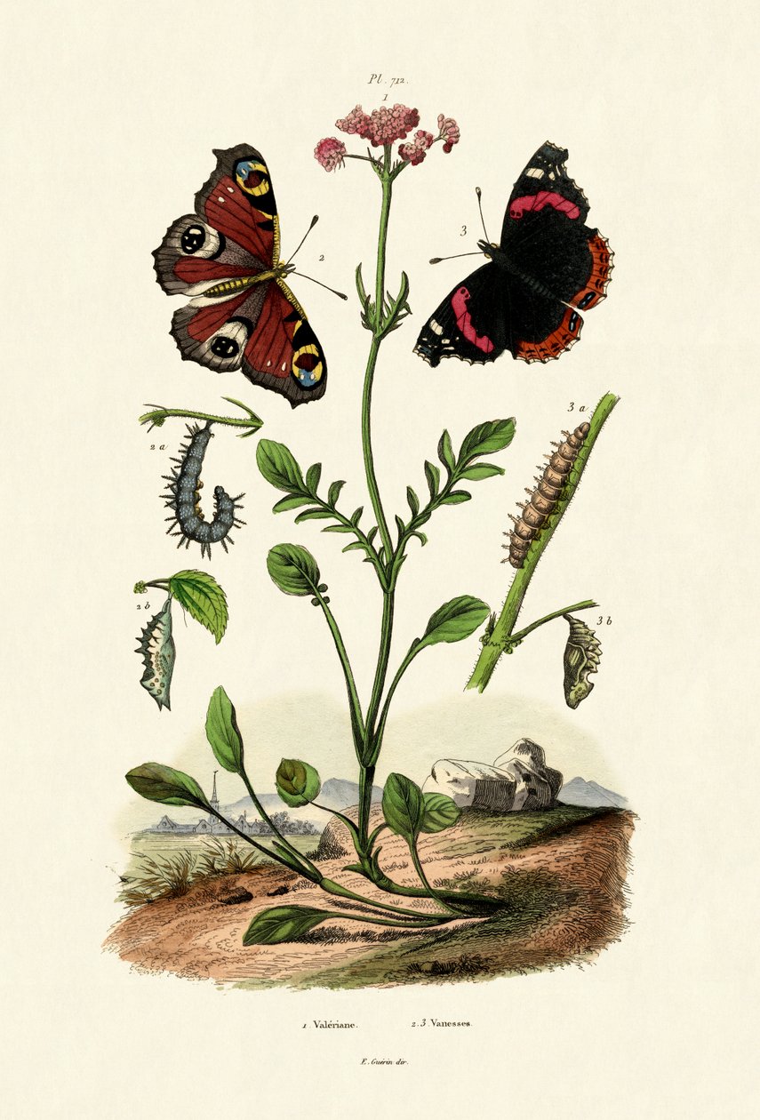 孔雀蝴蝶，1833-39 作者 法语学校