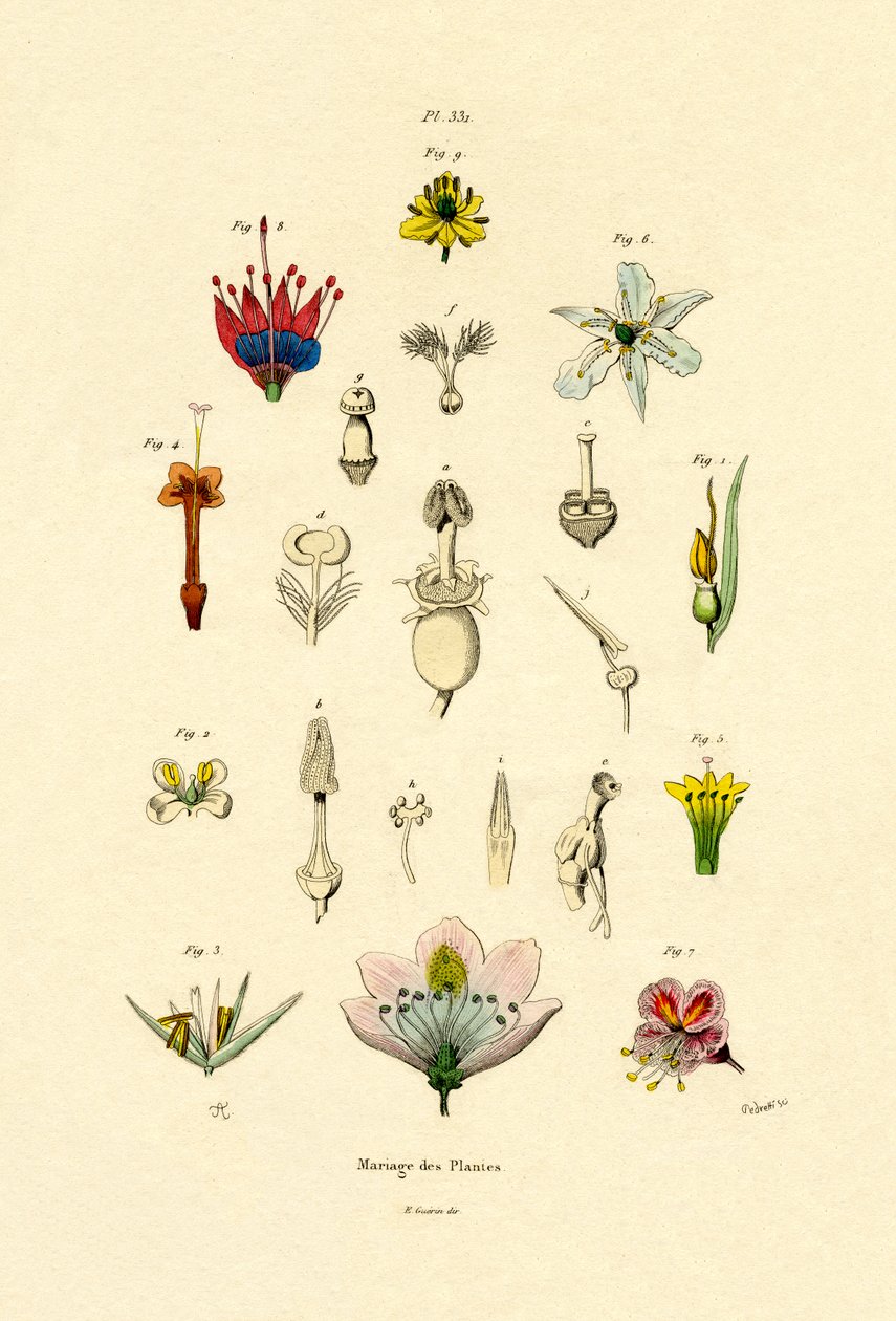 植物育种，1833-39 作者 法语学校