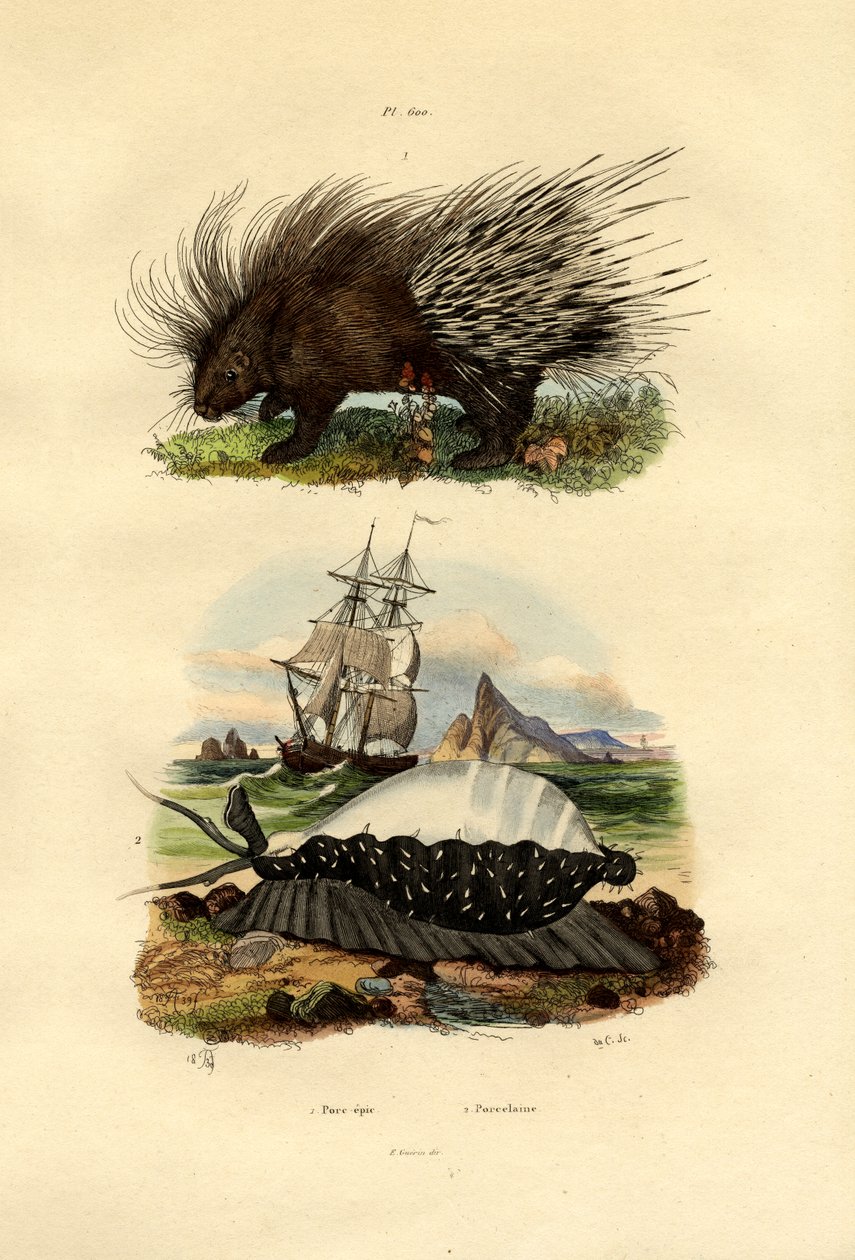 豪猪，1833-39 作者 法语学校