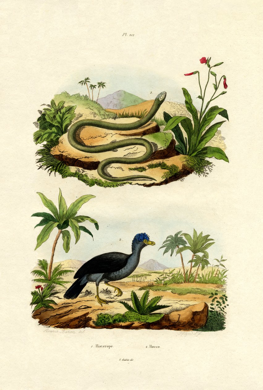 Snake，1833-39 作者 法语学校
