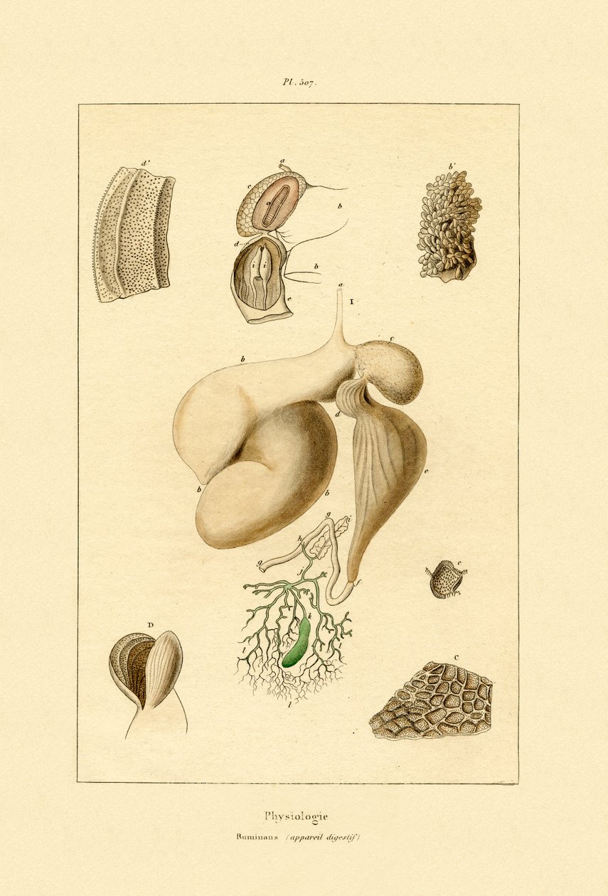 胃，1833-39 作者 法语学校