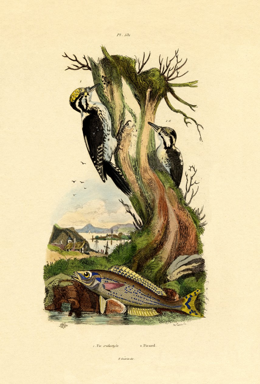 三趾啄木鸟，1833-39 作者 法语学校