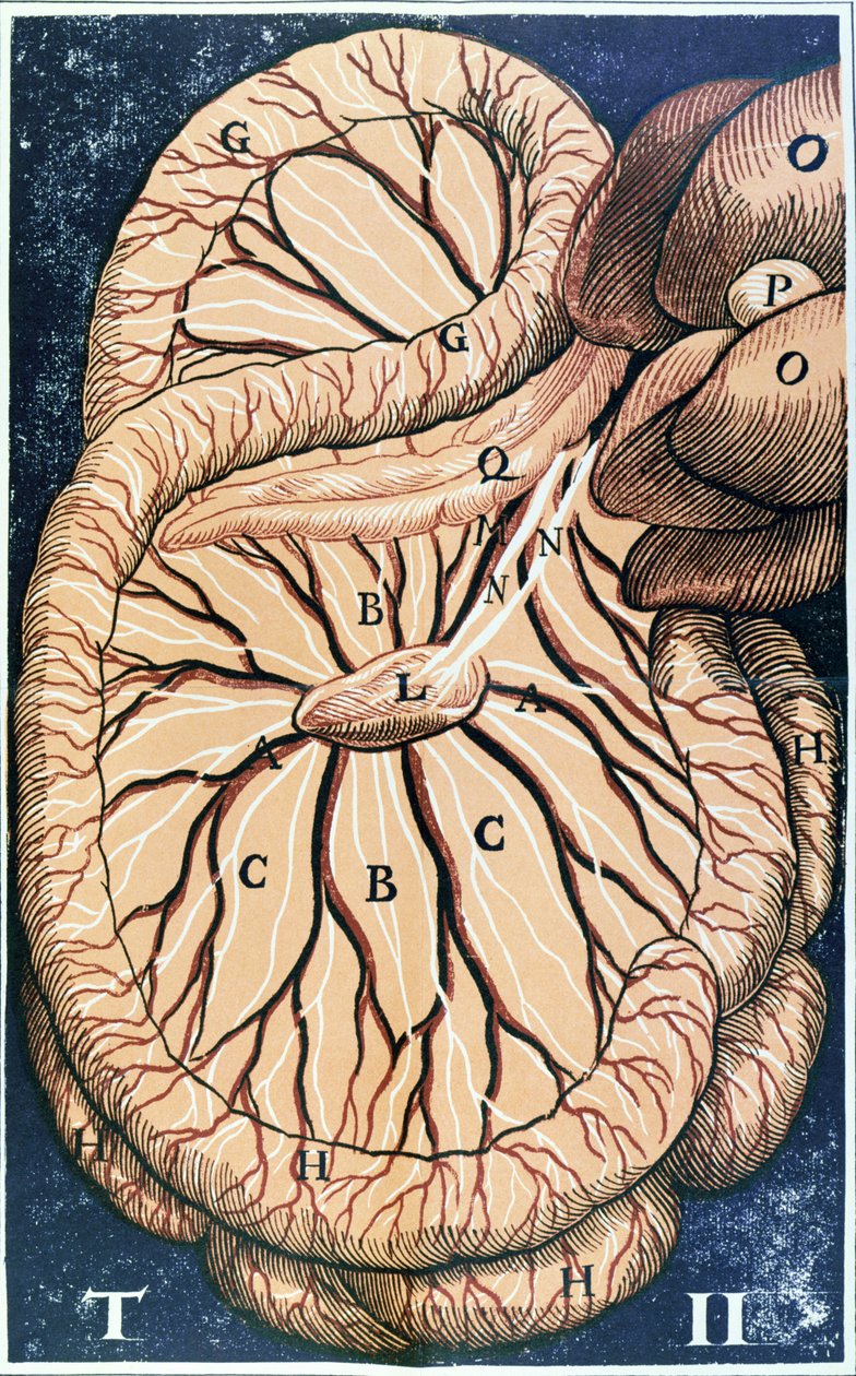 胰腺 作者 Gasparo Aselli