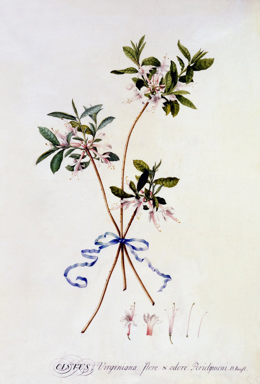 Cistus Virginiana，c.1743（手工雕刻） 作者 乔治·狄奥尼修斯·埃雷特（Georg Dionysius Ehret）