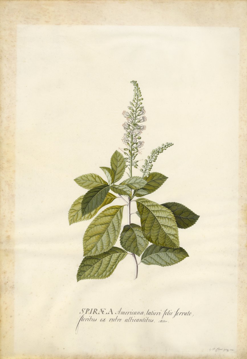 Spiraea 作者 格奥尔格·狄奥尼修斯·埃雷特