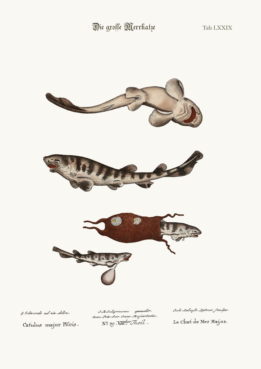 大猫鱼，1749-73 作者 乔治·爱德华兹