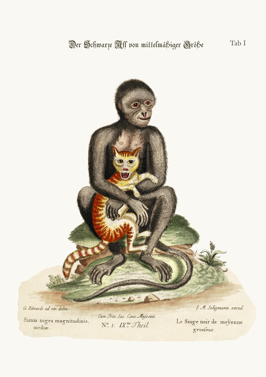 中型黑猴，1749-73 作者 乔治·爱德华兹