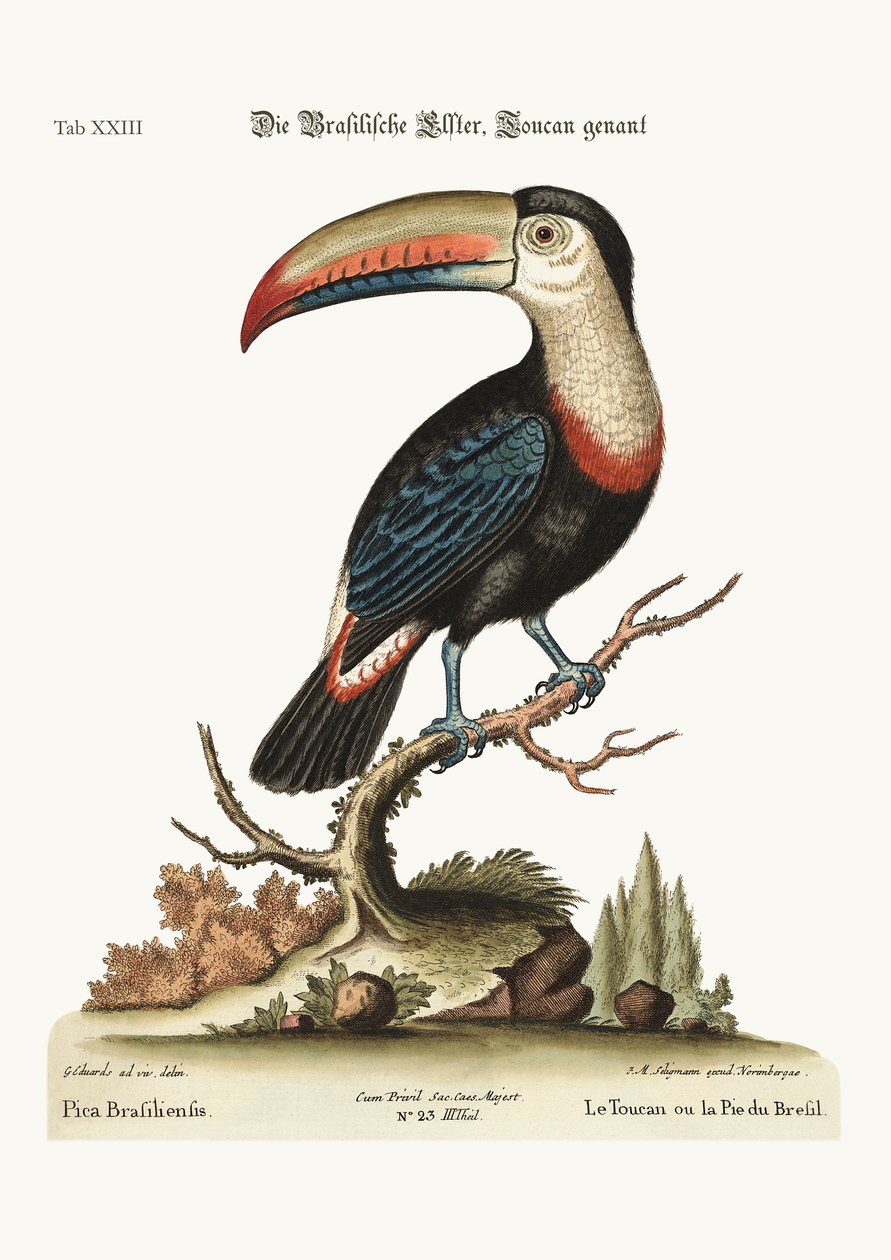 Toucan或Brasilian Pye，1749-73 作者 乔治·爱德华兹