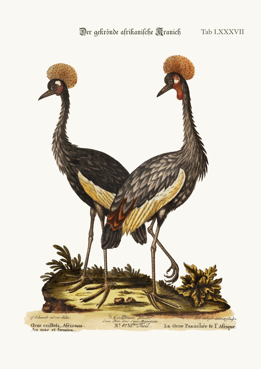 加冕的非洲鹤，1749-73 作者 乔治·爱德华兹