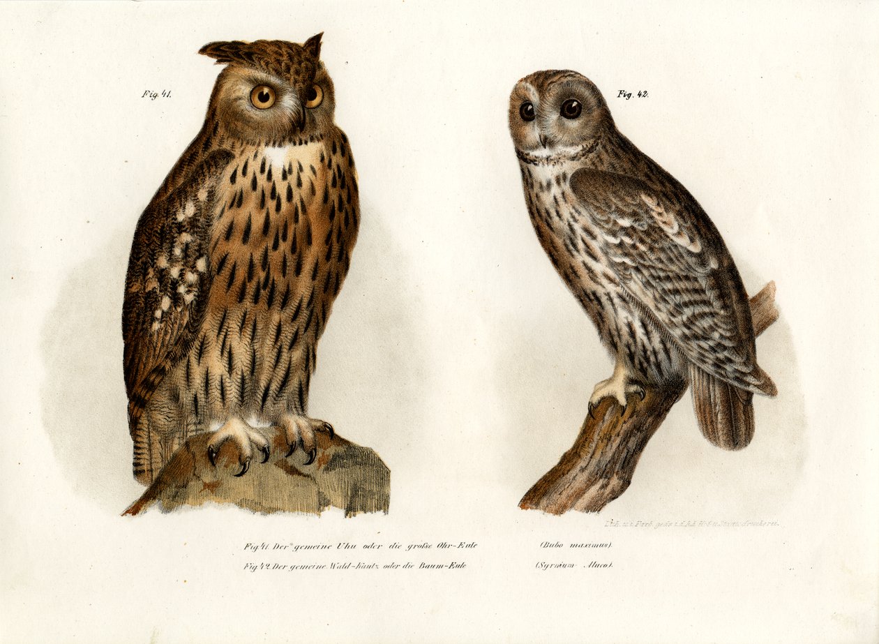 鹰猫头鹰，1864年 作者 德国学校