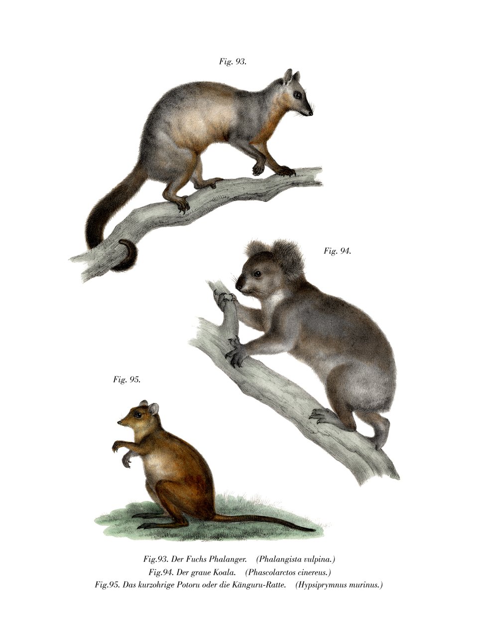 Fox Cuscus，1860 作者 德国学校