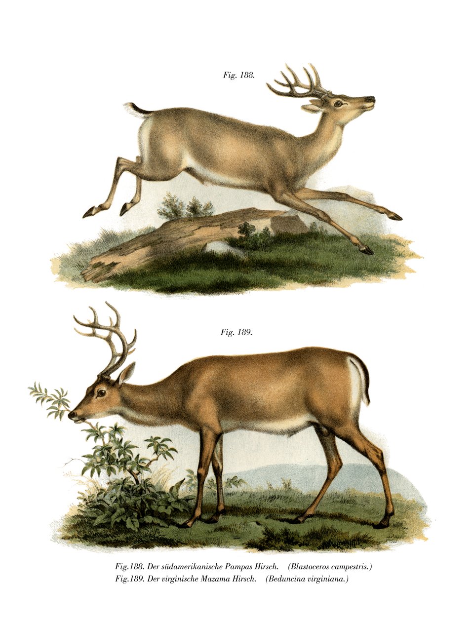 潘帕斯鹿，1860年 作者 德国学校