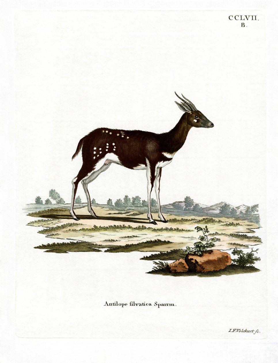 Bushbuck （彩色雕刻） 作者 德国学校