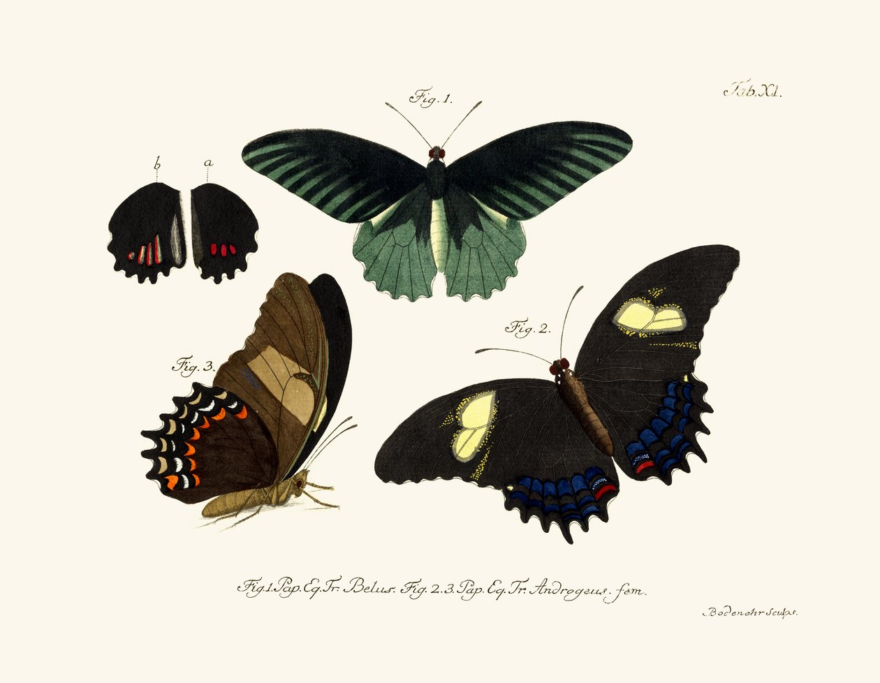 Butterflies 作者 德国学校