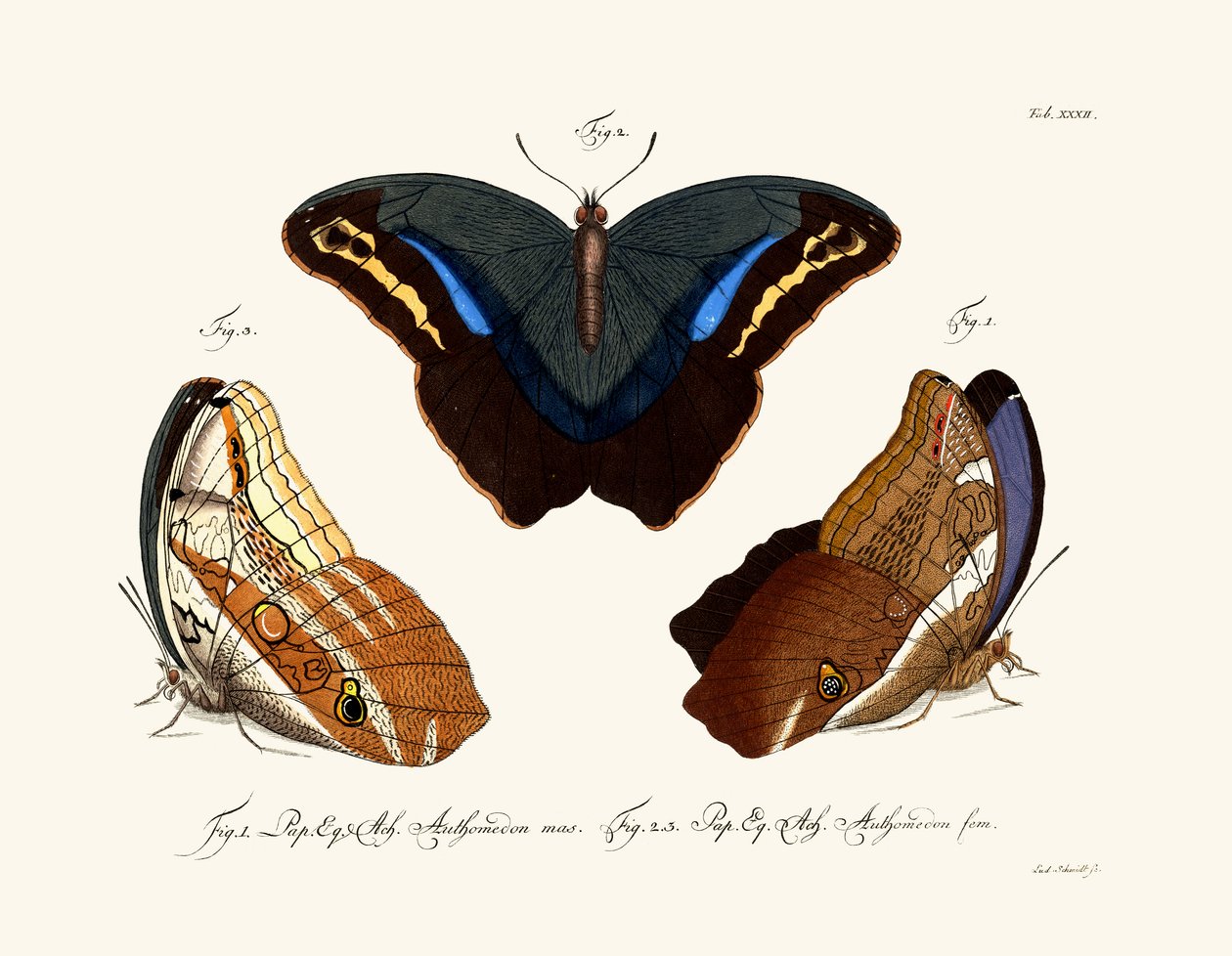 Butterflies 作者 德国学校