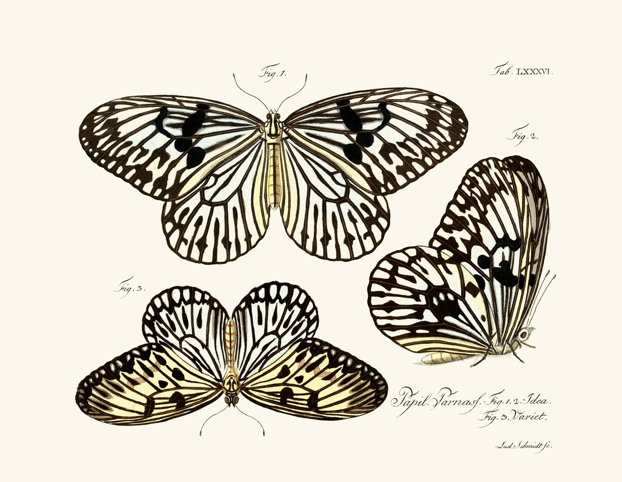 Butterflies 作者 德国学校