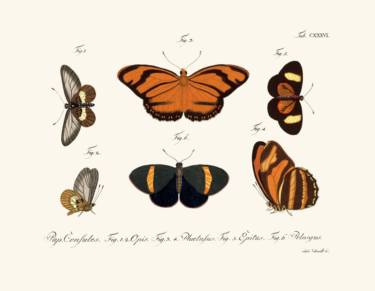蝴蝶，1783-1806 作者 德国学校