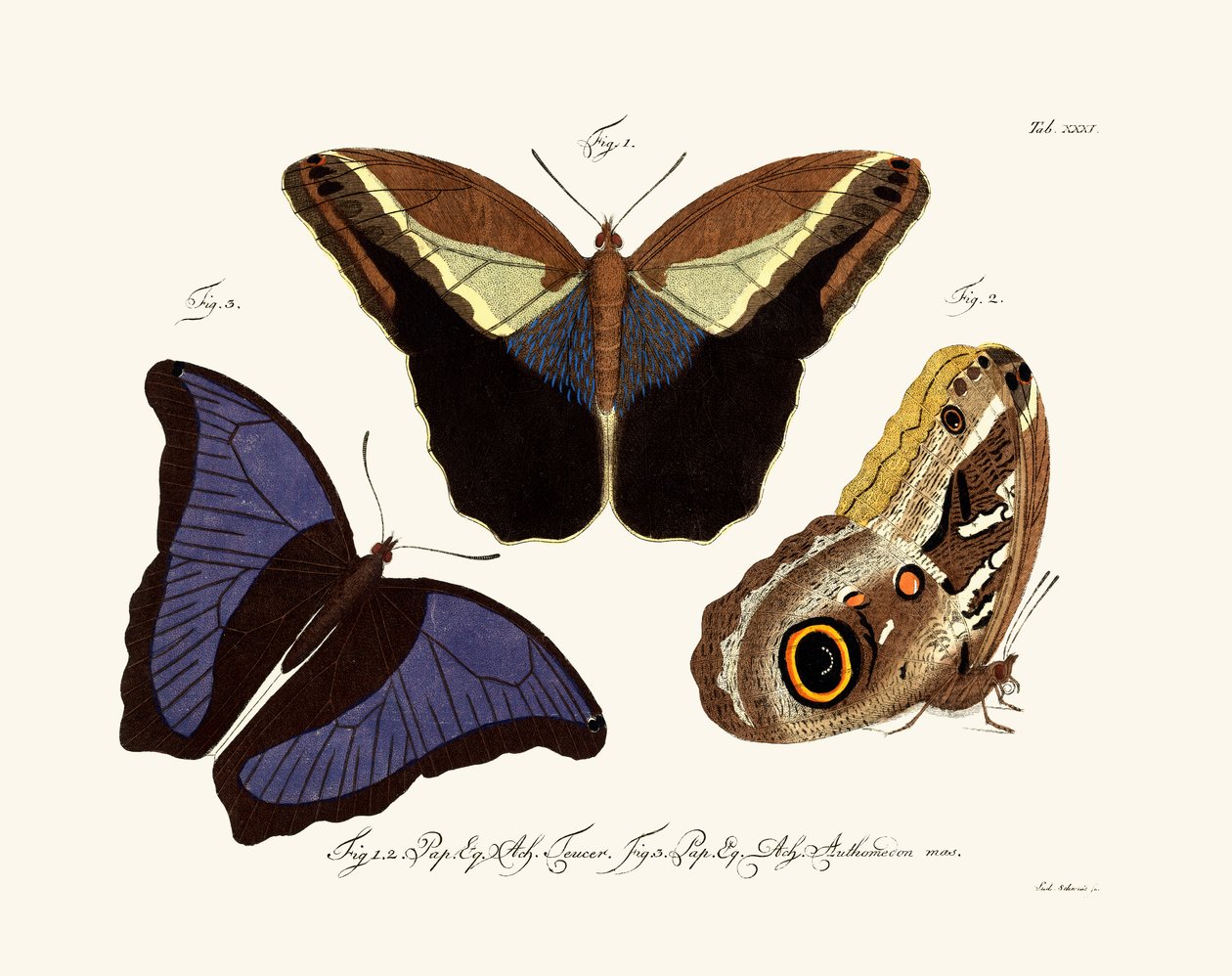 蝴蝶，1783-1806 作者 德国学校