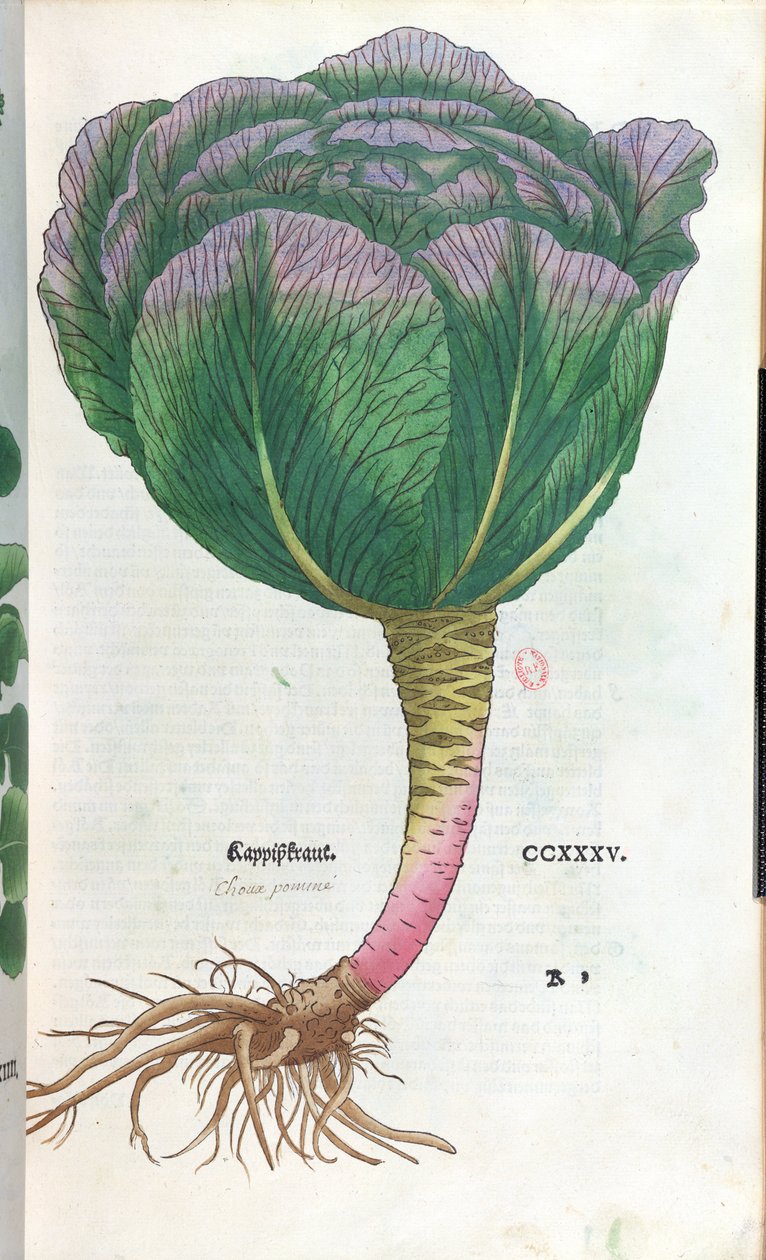 卷心菜，植物板 作者 德国学校