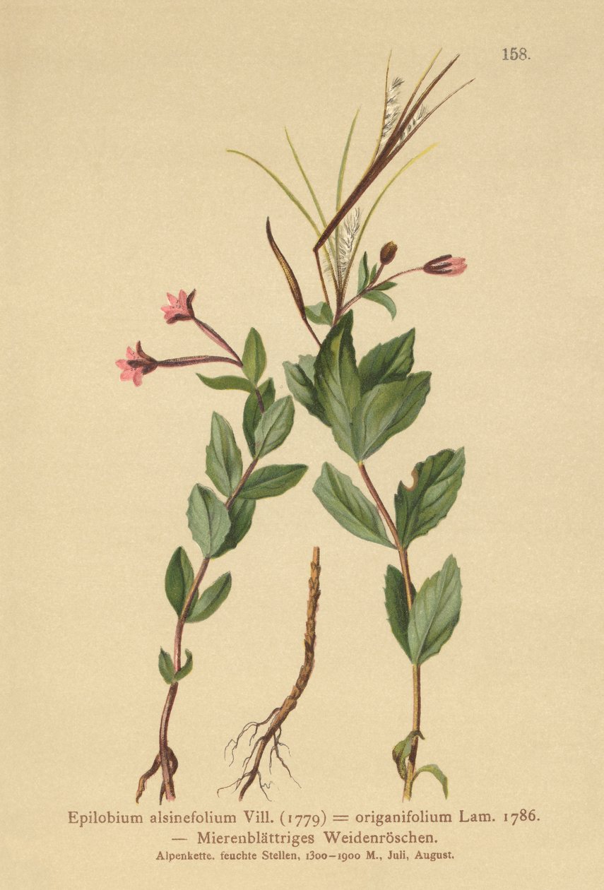 Chickweed Willowherb（柳叶柳（Epilobium alsinefolium），柳叶柳（Epilobium origanifolium） 作者 德国学校