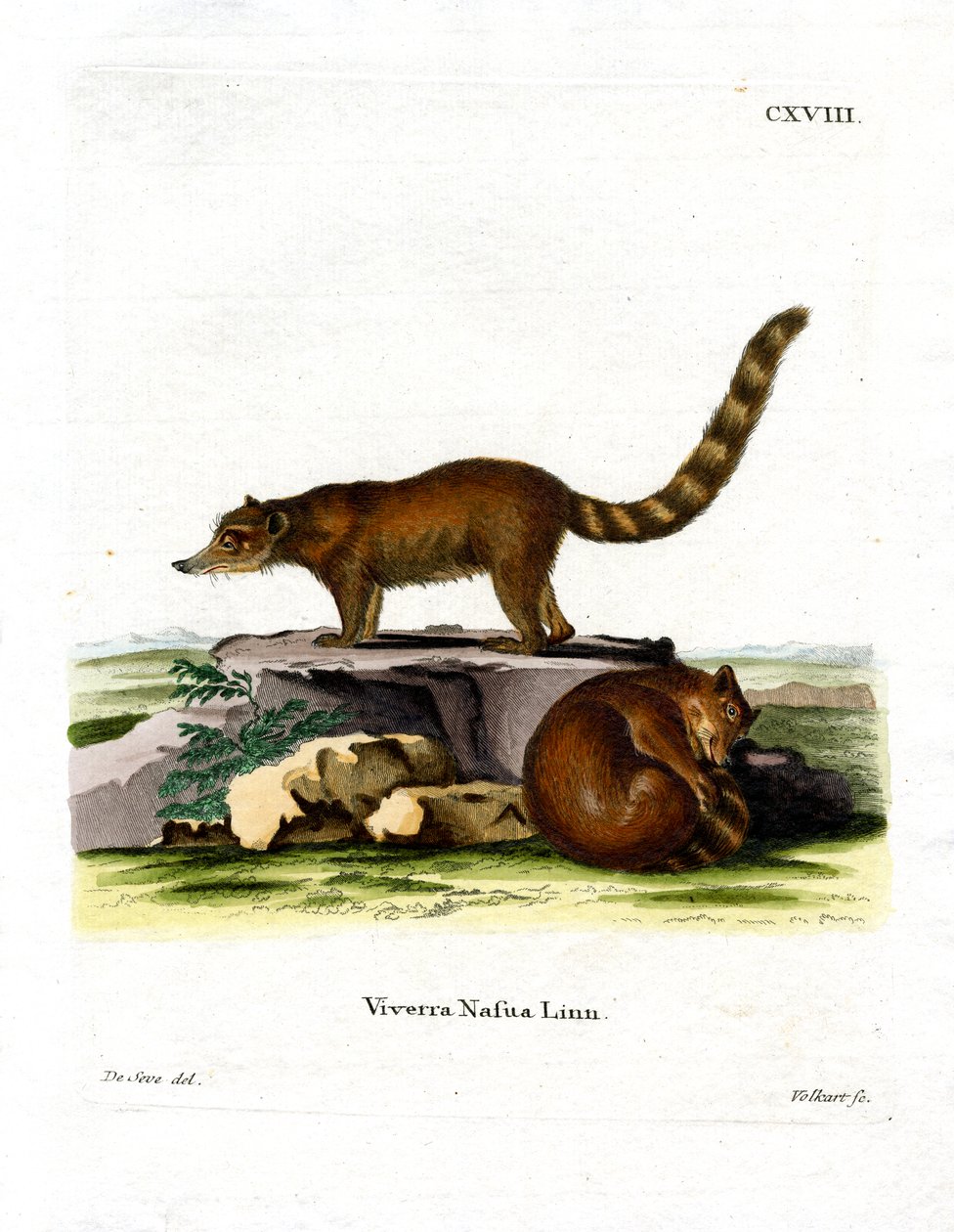 Coati（彩色雕刻） 作者 德国学校