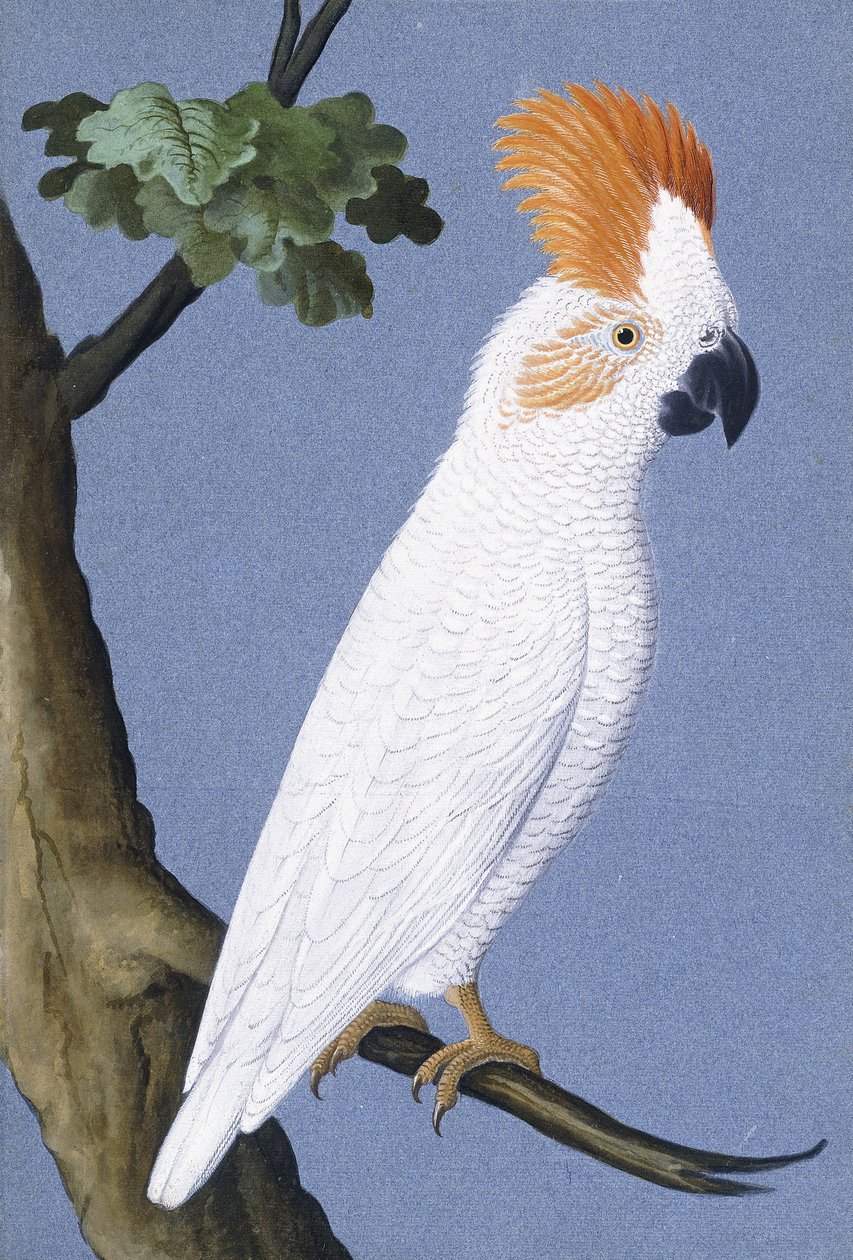 美冠鹦鹉，1750-1800 作者 德国学校