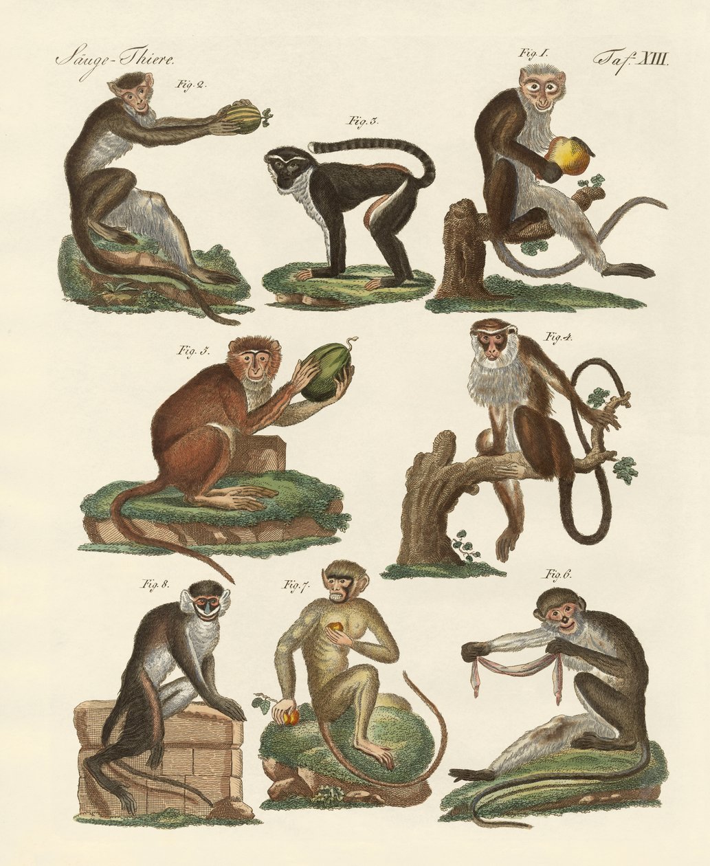 八种guenon 作者 德国学校