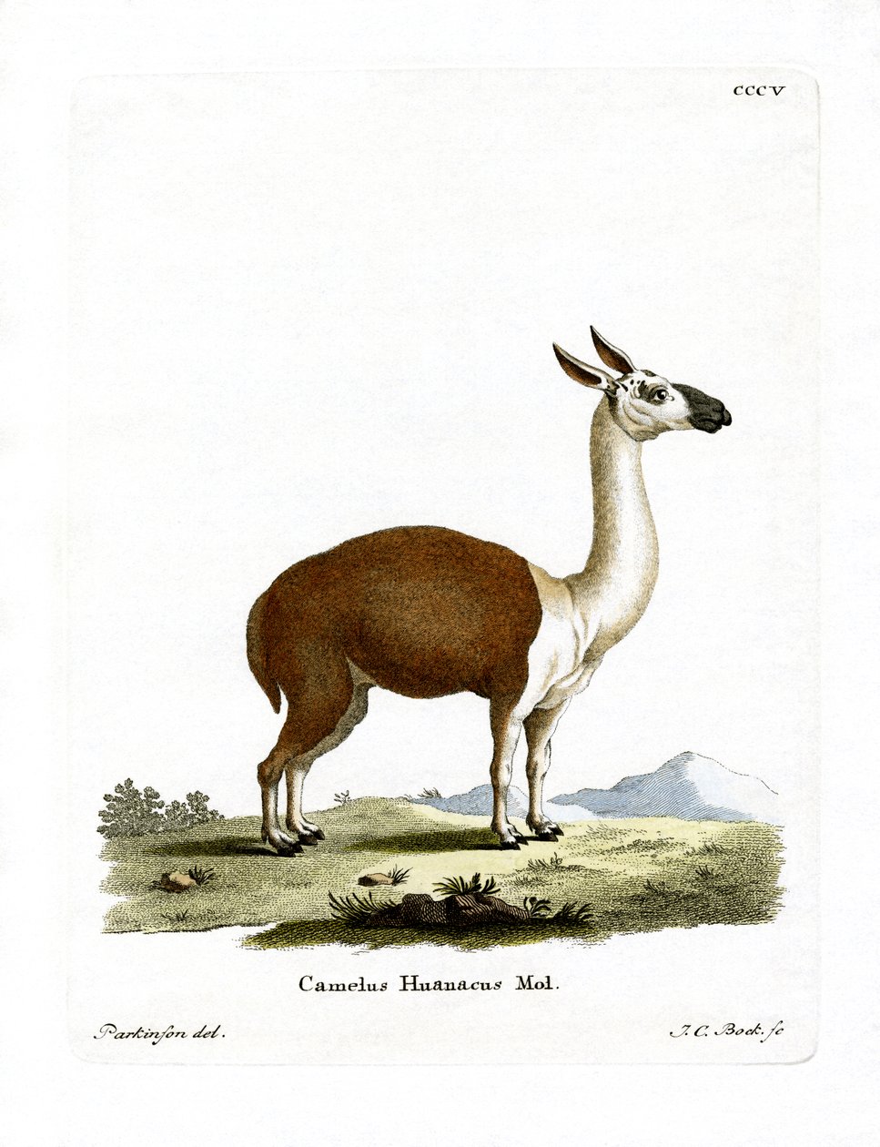 Guanaco（彩色雕刻） 作者 德国学校