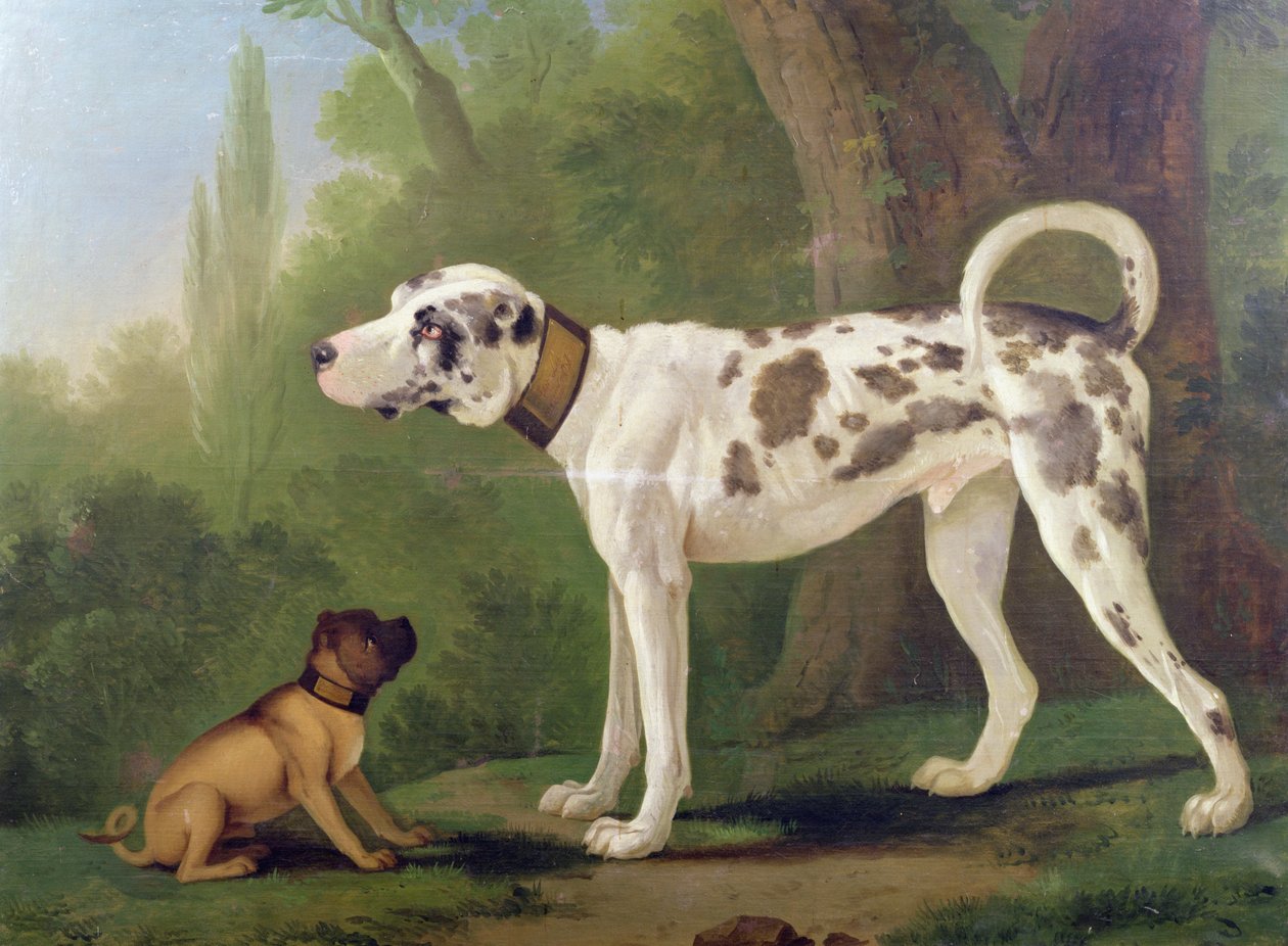 猎犬和小猎犬 作者 德国学校
