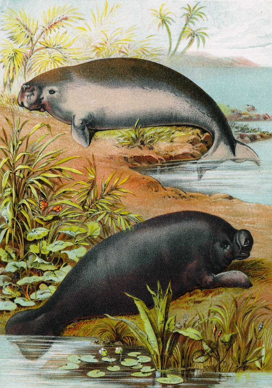海牛和儒艮，1880年 作者 德国学校