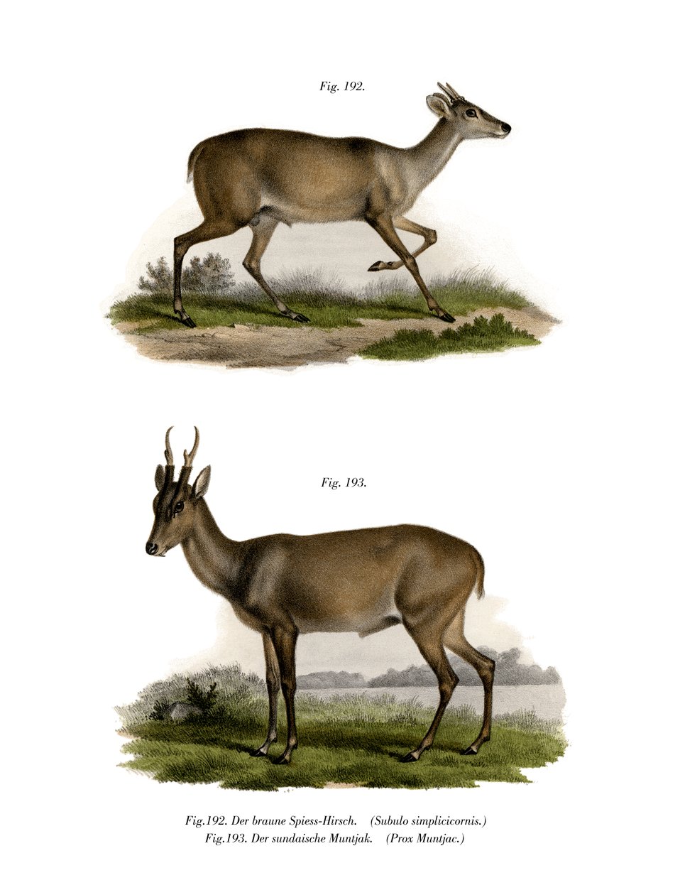 Mazama，1860 作者 德国学校