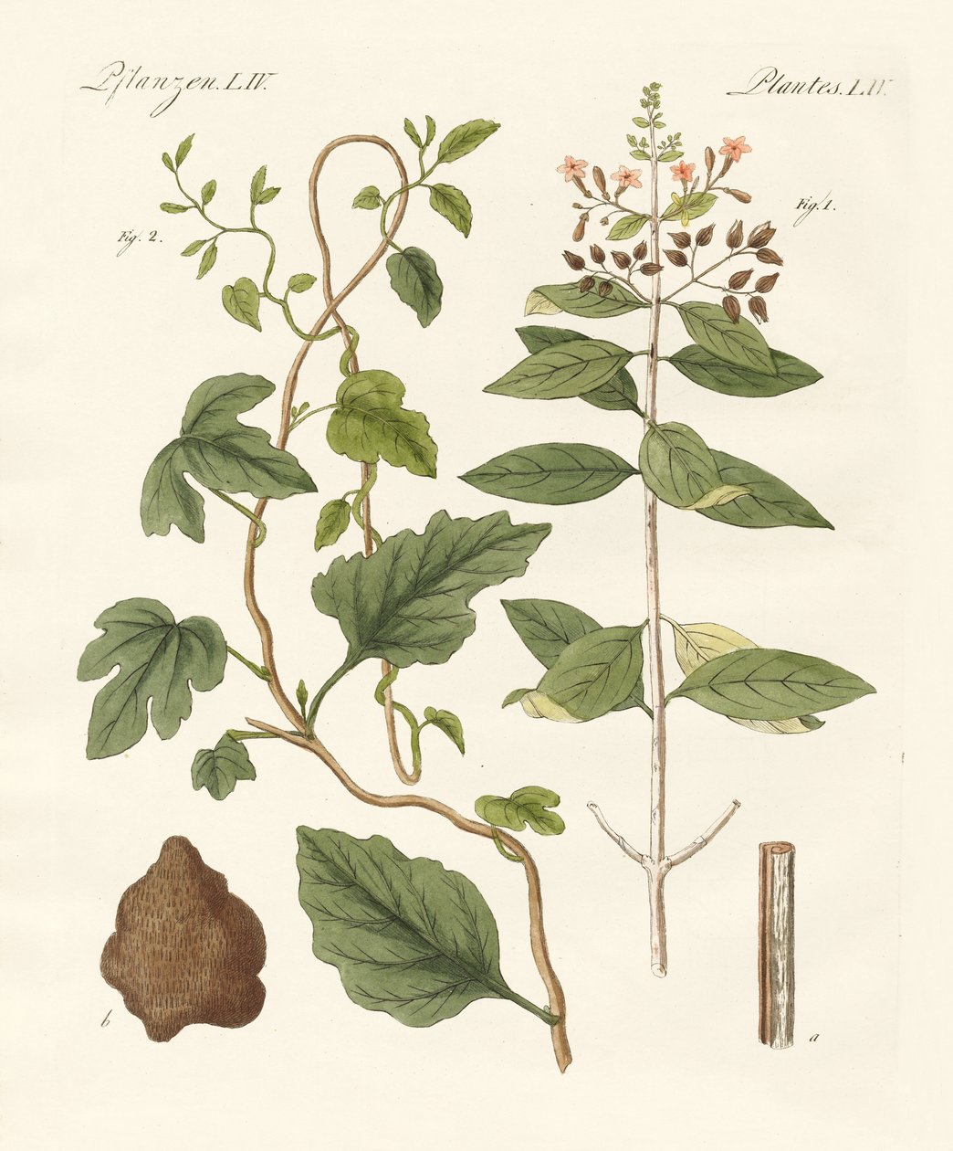 医疗植物 作者 德国学校