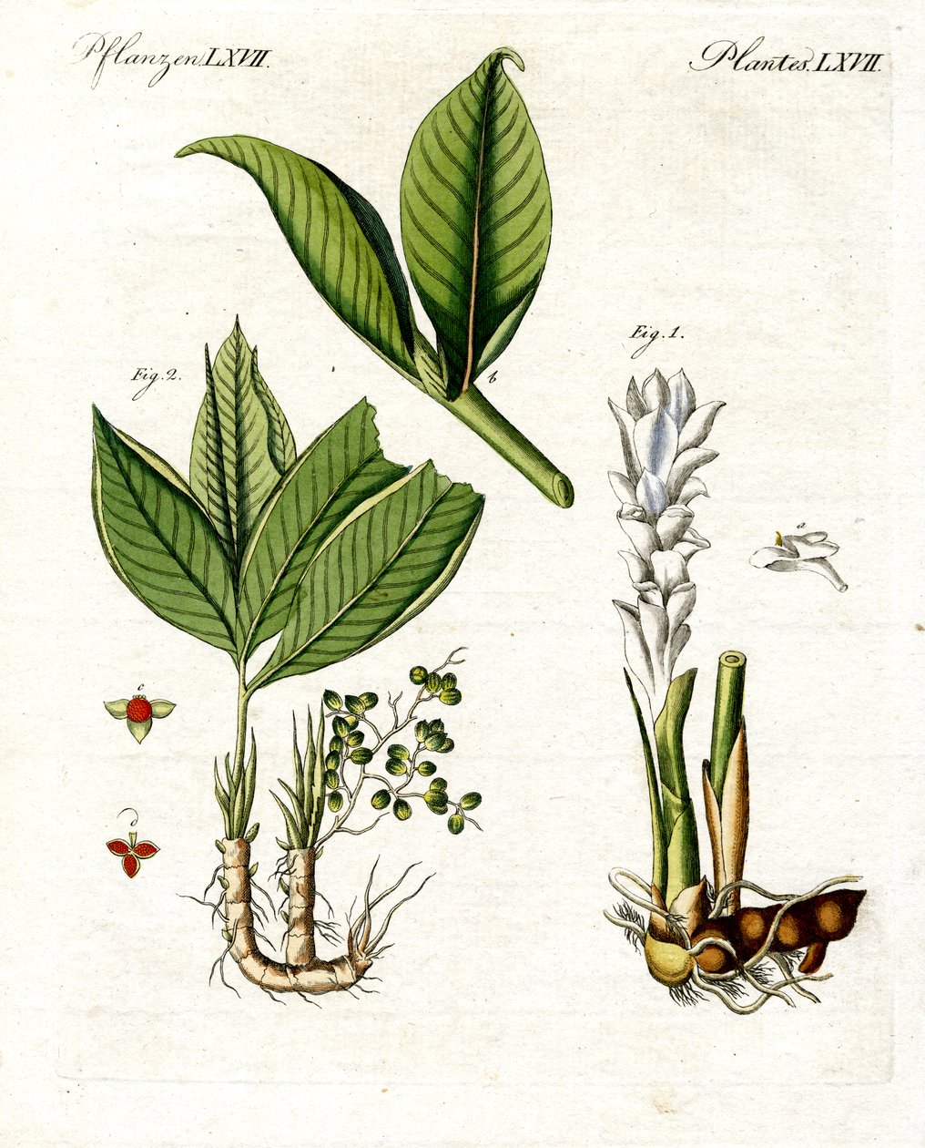 医疗植物 作者 德国学校