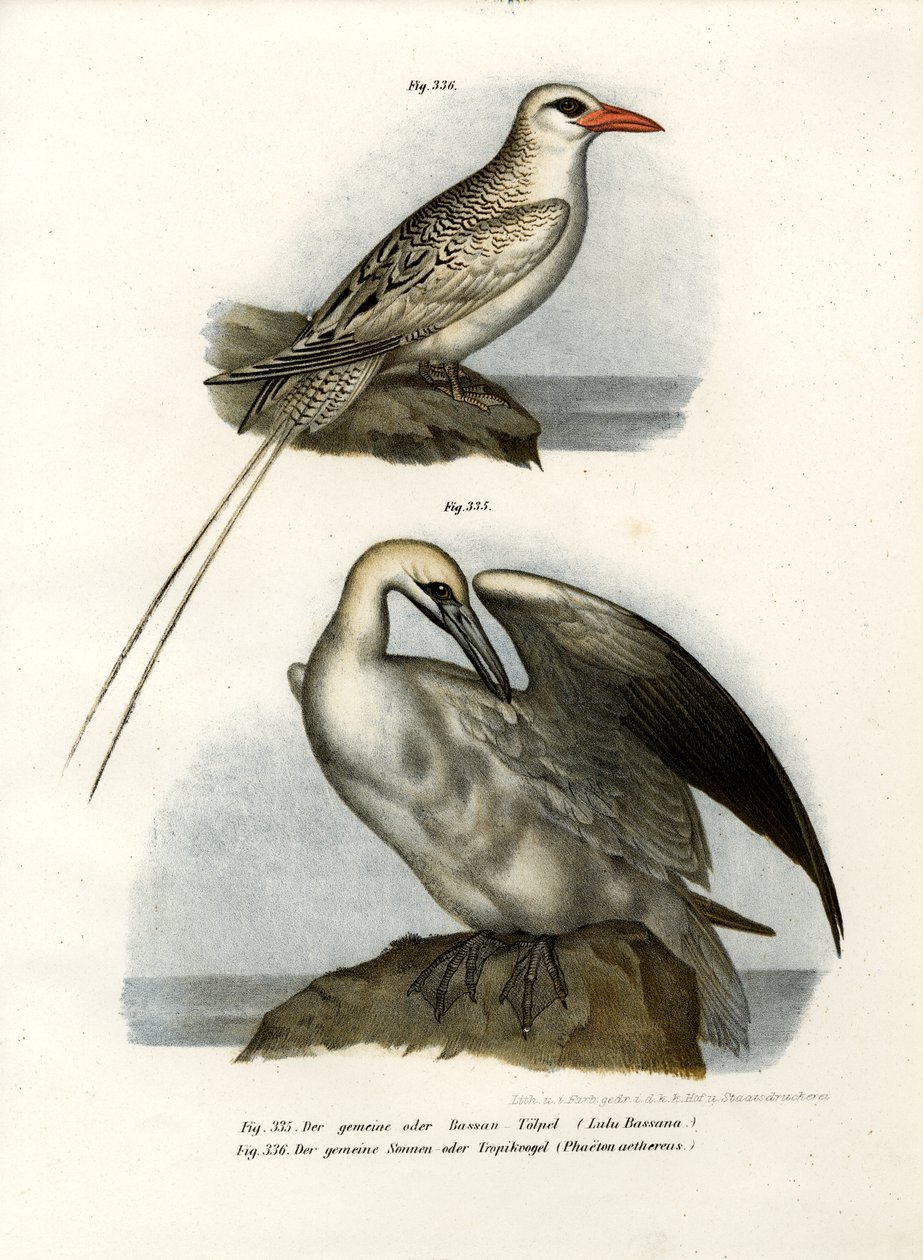 北Gannet，1864年 作者 德国学校