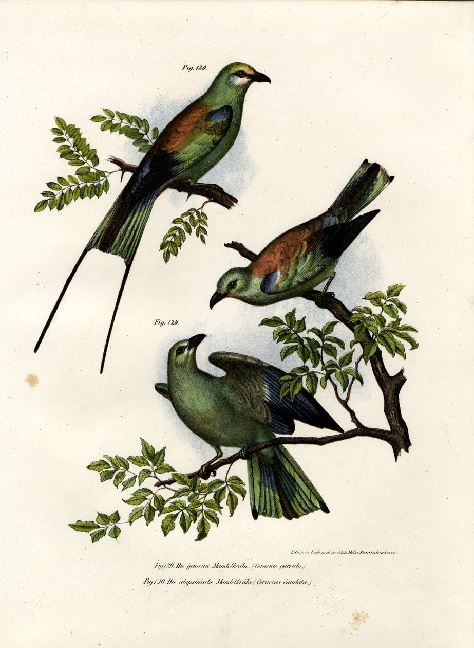 滚子，1864年 作者 德国学校