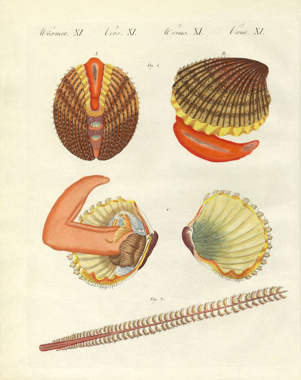 海洋生物(彩色雕刻) 作者 德国学校