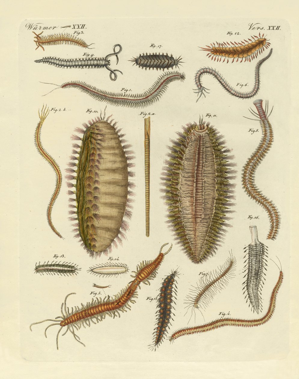 Seaworms 作者 德国学校