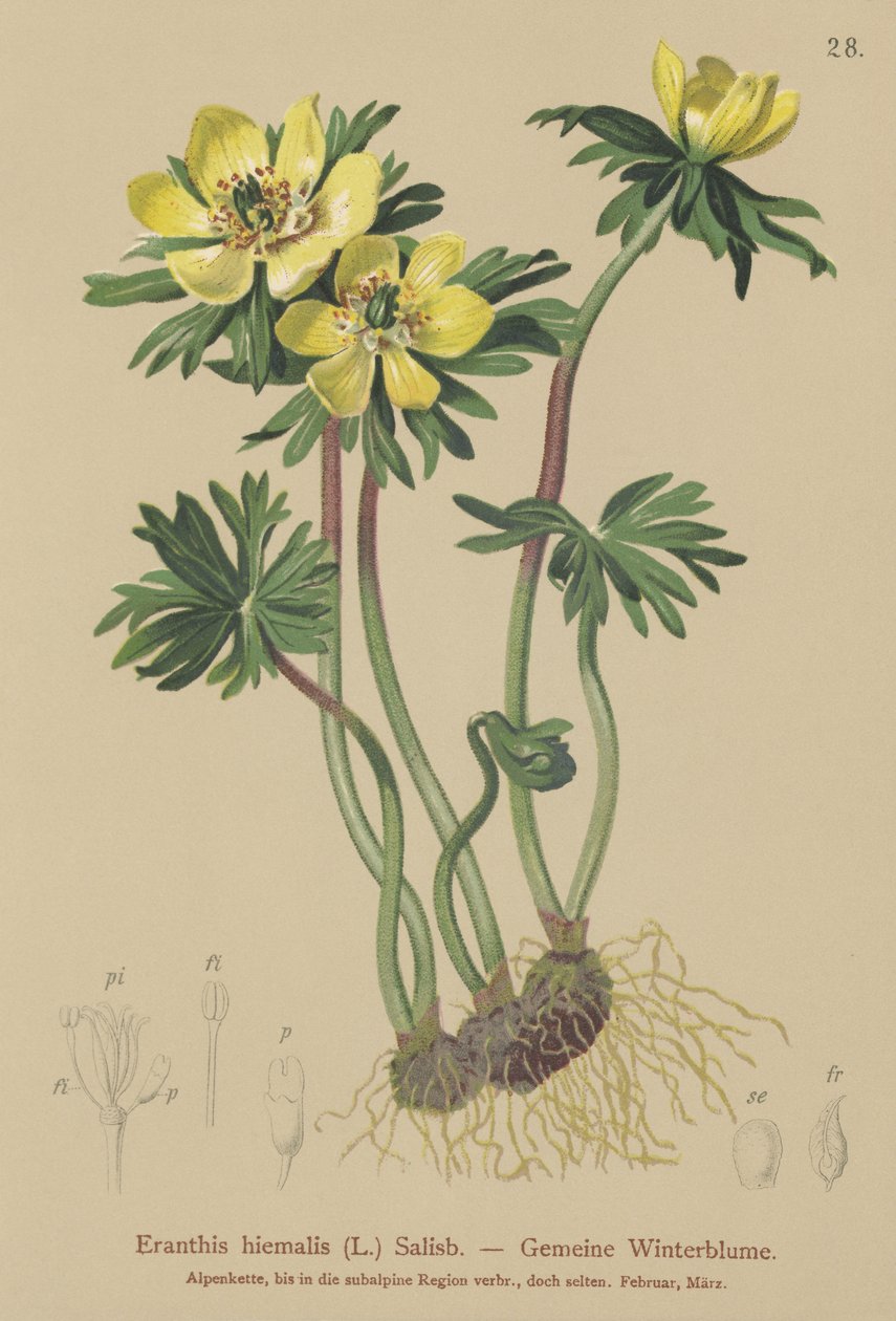 冬季附子（Eranthis hiemalis，Eranthis hyemalis） 作者 德国学校