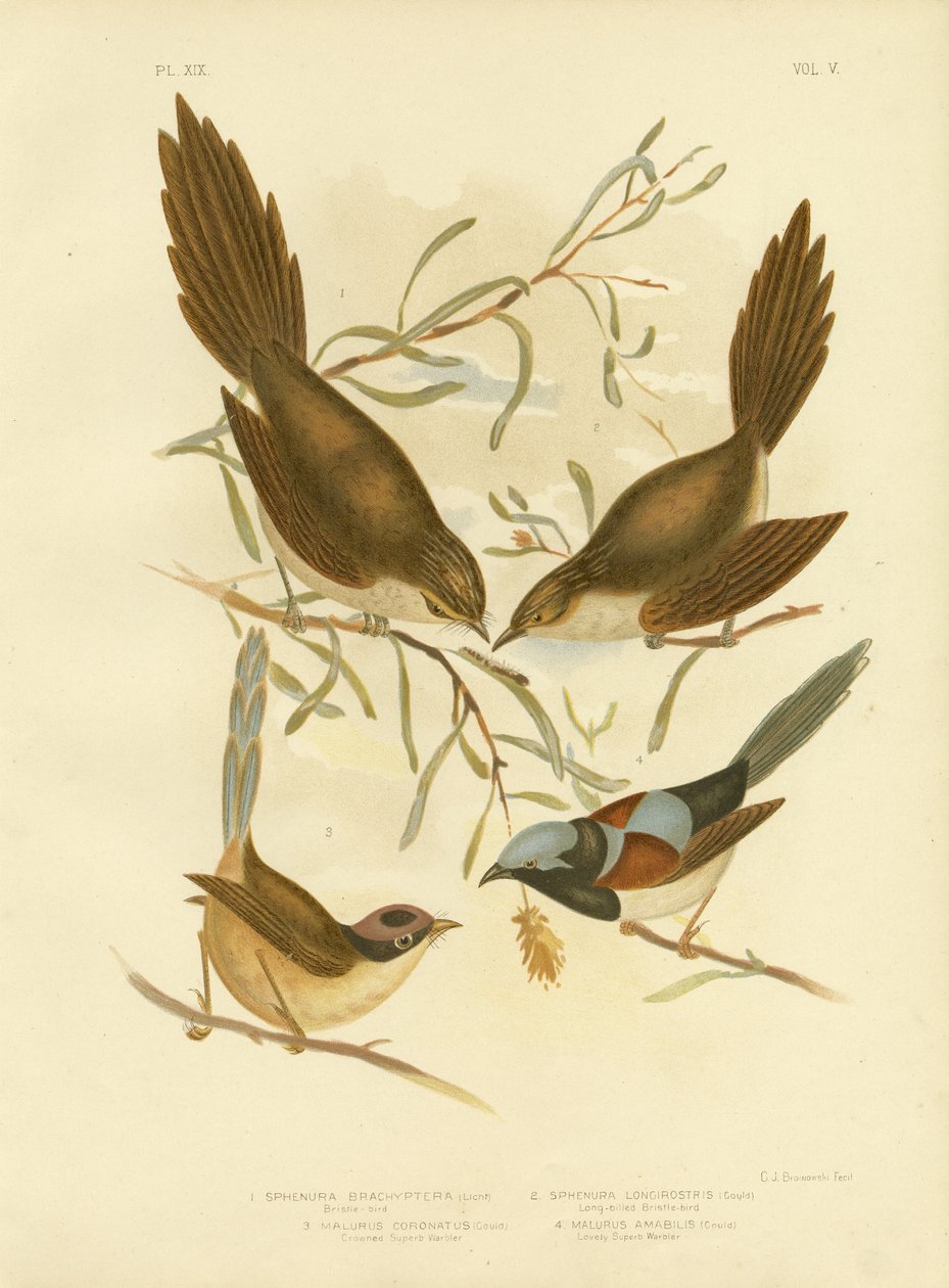 毛茛鸟，1891年 作者 格拉西乌斯·布罗诺诺夫斯基