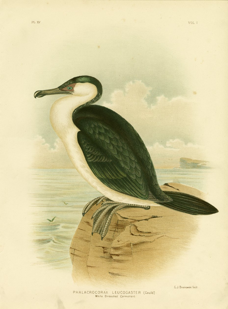 白胸鸬鹚，1891年 作者 格拉西乌斯·布罗诺诺夫斯基