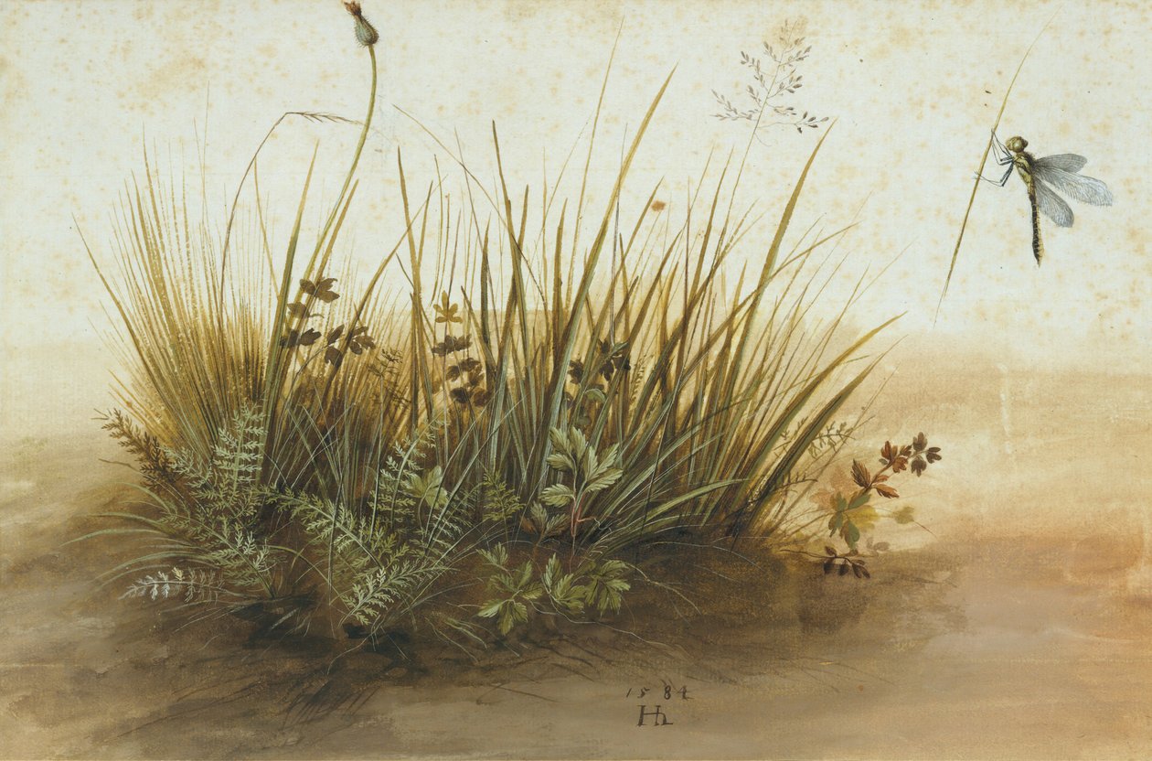 一块小草皮，1584年。 作者 汉斯霍夫曼
