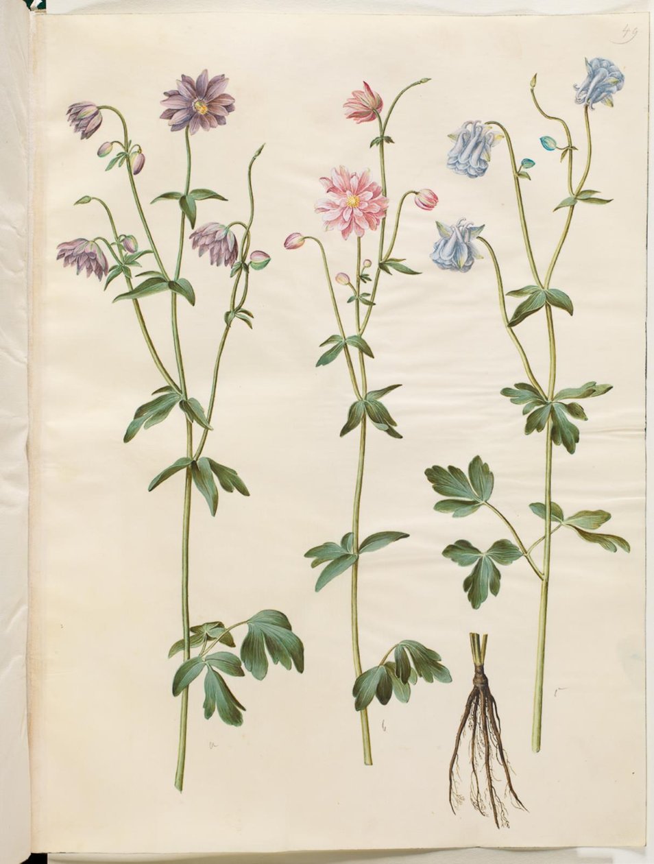 耧斗菜 作者 汉斯-西蒙·霍尔茨贝克