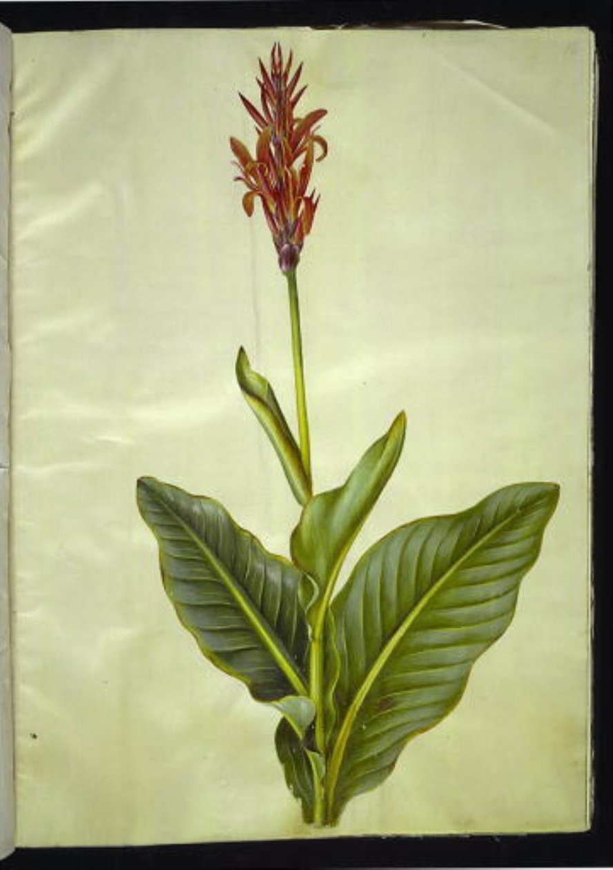 美人蕉 作者 汉斯-西蒙·霍尔茨贝克