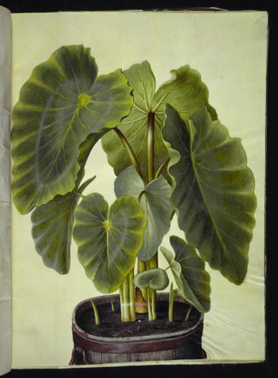 芋头 作者 汉斯-西蒙·霍尔茨贝克