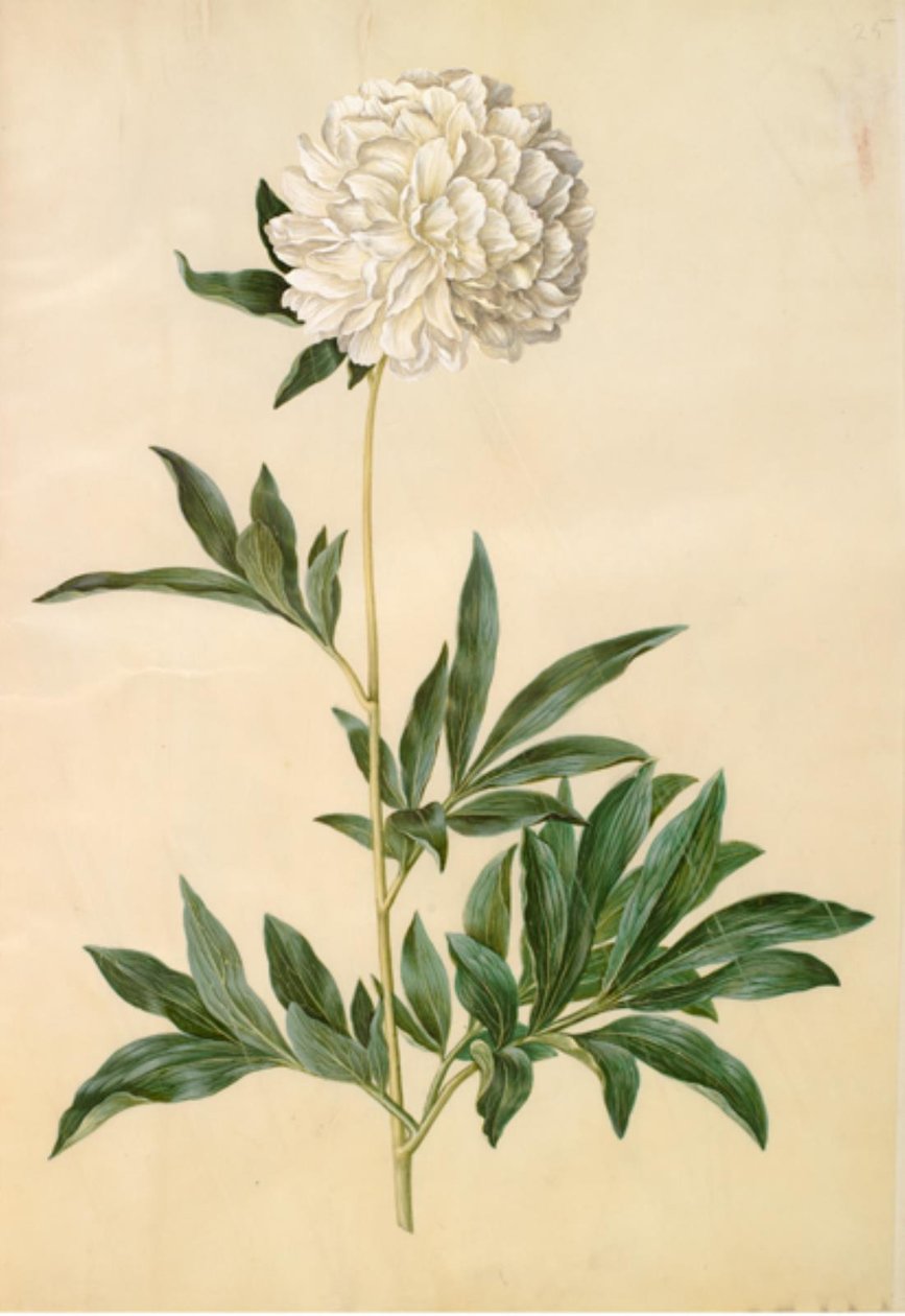 芍药 作者 汉斯-西蒙·霍尔茨贝克