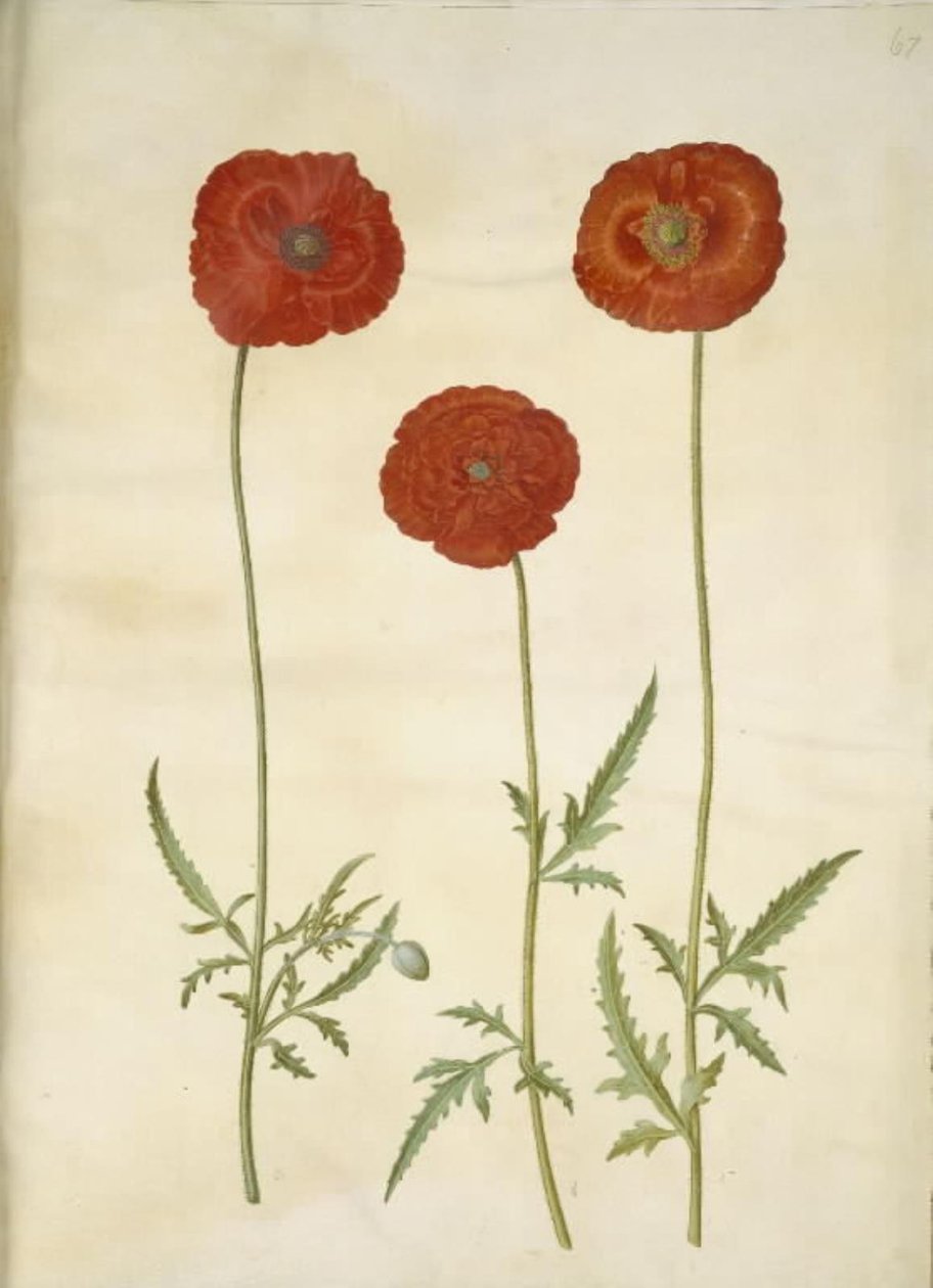 罂粟花 作者 汉斯-西蒙·霍尔茨贝克