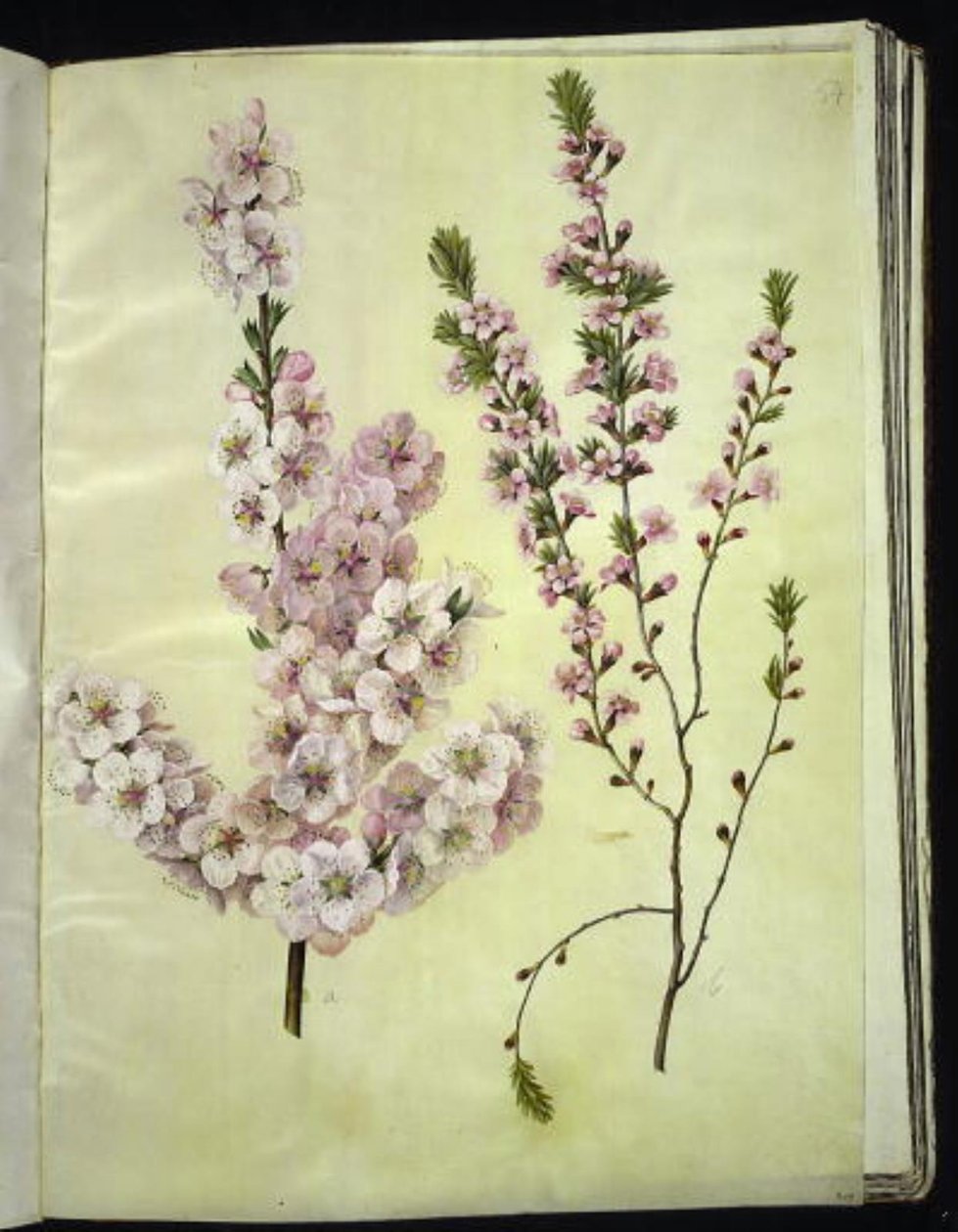 Prunus dulcis (almond); Prunus tenella (dwarf almond) 作者 汉斯-西蒙·霍尔茨贝克