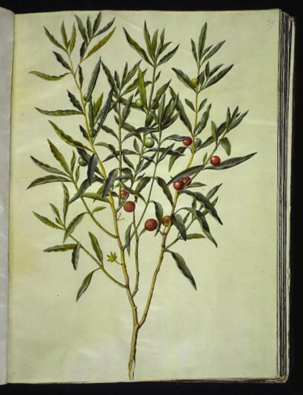 耶路撒冷醋栗（Solanum pseudocapsicum） 作者 汉斯-西蒙·霍尔茨贝克
