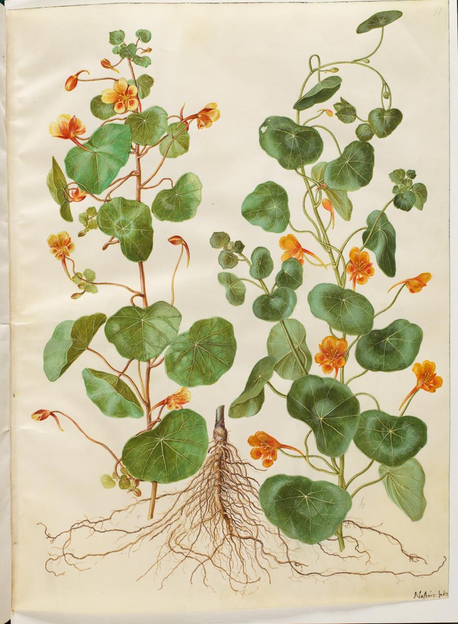 小花芹 作者 汉斯-西蒙·霍尔茨贝克